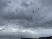 Fuglalífið veitir sumum gleði en öðrum ekki Gæsir á háskólasvæðinu.