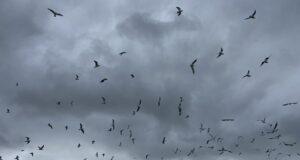 Fuglalífið veitir sumum gleði en öðrum ekki Gæsir á háskólasvæðinu.