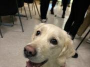 Ninja stal senunni á Háskólatorgi – krúttlegasta streitulosunin í prófatíðinni