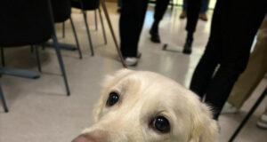 Ninja stal senunni á Háskólatorgi – krúttlegasta streitulosunin í prófatíðinni