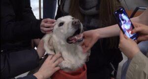 Ninja tryllti lýðinn á Hundadögum HÍ Ninja