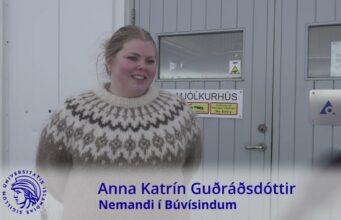 Er Gola uppáhaldskýr háskólasamfélagsins?